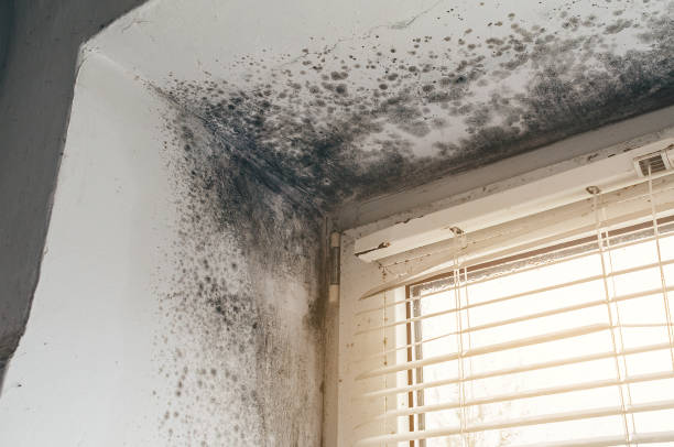 Affordable Crawl Space Mold Remediation solutions in Marshall, MI
