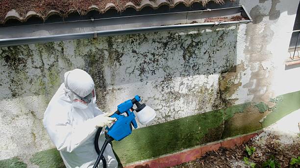 Top rated local Crawl Space Mold Remediation specialists in Marshall, MI